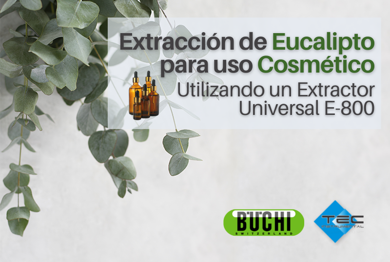 Extracción de Eucalipto para uso Cosmético